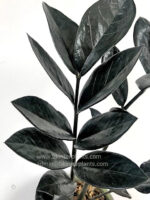 Zamioculcas zamifolia Super Black - Image 2