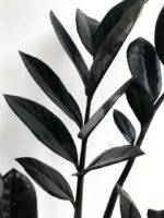 Zamioculcas zamifolia Super Black - Image 4