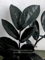 Zamioculcas zamifolia Super Black - Image 3
