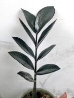 Zamioculcas zamifolia Super Black - Image 5