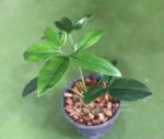Philodendron Goeldii - Image 3