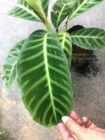 Calathea Zebrina Lindi - Image 4