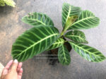 Calathea Zebrina Lindi - Image 2