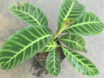 Calathea Zebrina Lindi