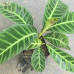 Calathea Zebrina Lindi