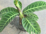 Calathea Zebrina Lindi - Image 5