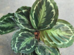Calathea Picturata (Linden)