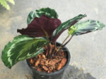 Calathea Picturata (Linden) - Image 3
