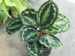 Calathea Picturata (Linden) - Image 2
