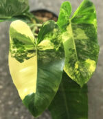 Philodendron Burle Marx Varigated - Image 2