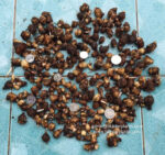 Caladium " Vol.1 " - Image 2