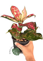 Aglaonema Red Splash Anyamanee 3 color - Image 3