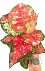Aglaonema Red Splash Anyamanee 3 color - Image 2