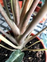 Alocasiz Sanderiana Bull - Image 3