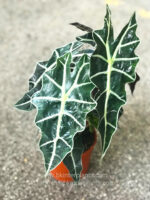 Alocasiz Sanderiana Bull - Image 2