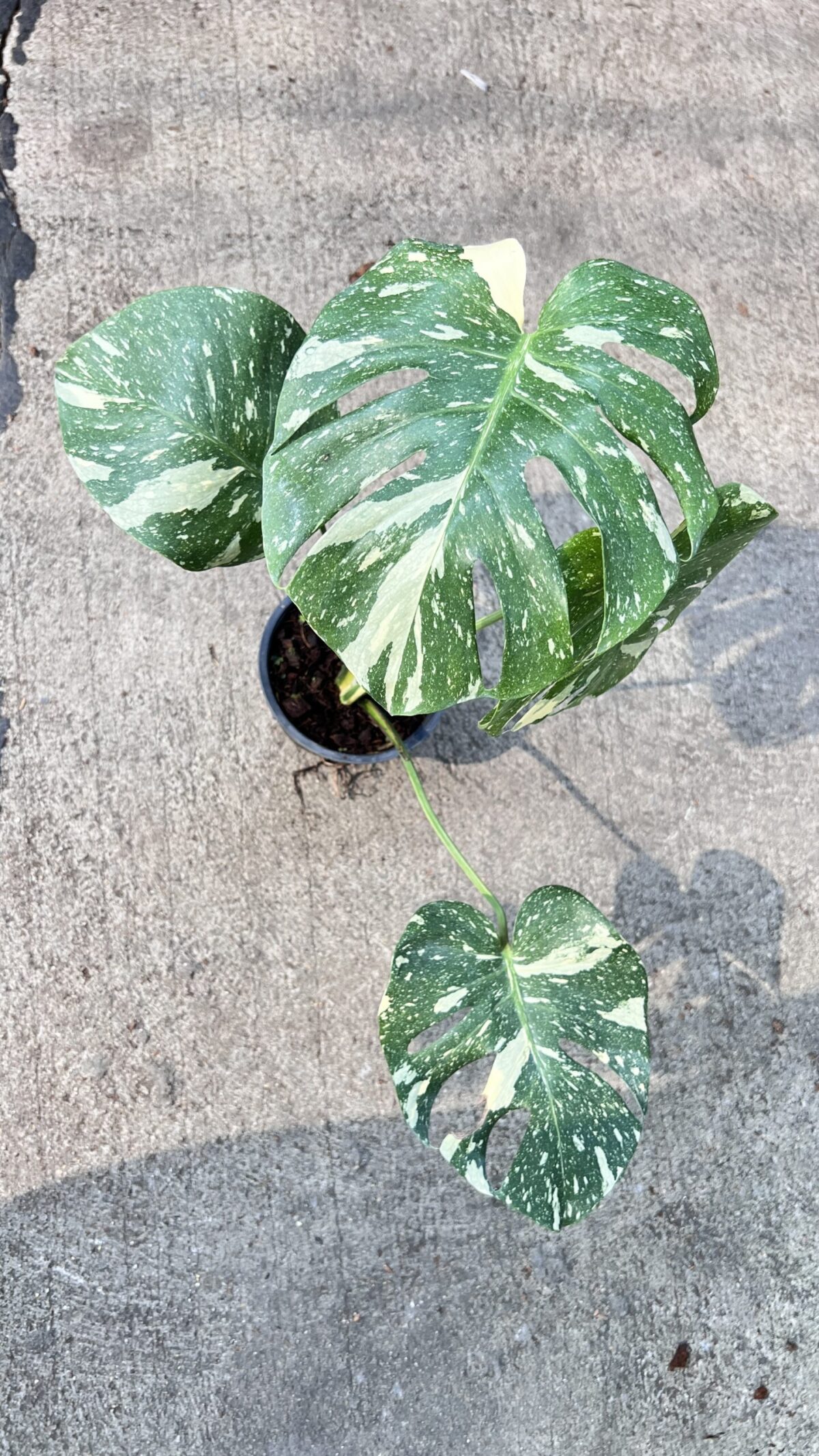 10 Plants Monstera Thai Constellation Size M - Image 3