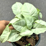 Syngonium Hybrid Aom Gnern