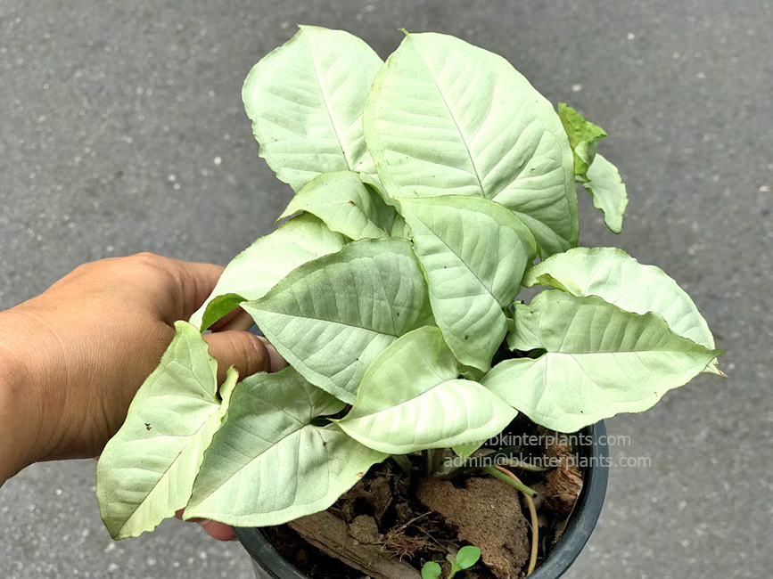 img_3376.jpg Syngonium Hybrid Aom Gnern - Image 1