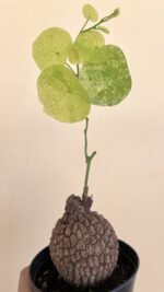 5 Bulb Stephania Erecta Craib Variegated - Image 2