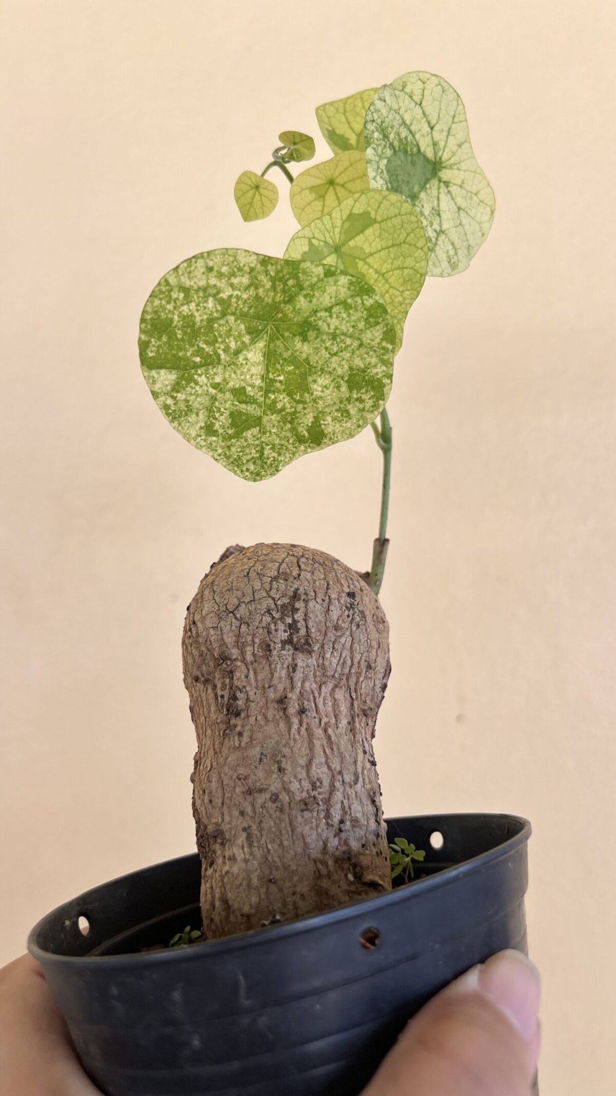 5 Bulb Stephania Erecta Craib Variegated - Image 3