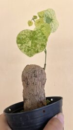 5 Bulb Stephania Erecta Craib Variegated - Image 3