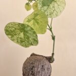 5 Bulb Stephania Erecta Craib Variegated