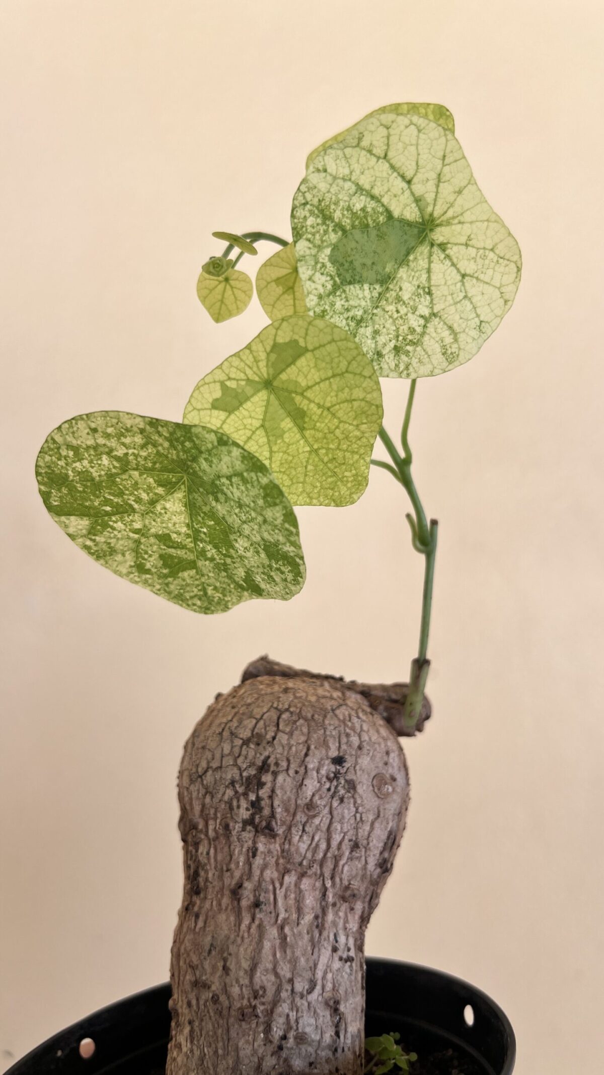 5 Bulb Stephania Erecta Craib Variegated - Image 4