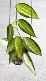 Hoya Macrophylla Variegated Pot of Gold - Image 2