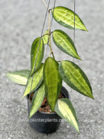 Hoya Macrophylla Variegated Pot of Gold - Image 4