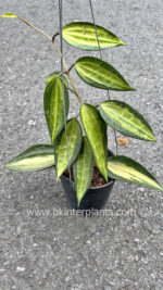 Hoya Macrophylla Variegated Pot of Gold - Image 3