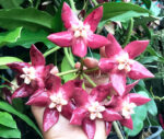 Hoya Impekialis Red King