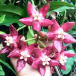 Hoya Impekialis Red King
