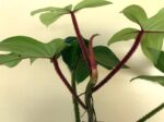 Philodendron Squamiferum Red Bristle - Image 4