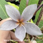 Plumeria " Blue Jean Violet "