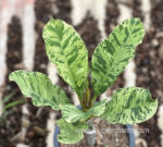 Plumeria Tiger Variegated