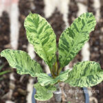 Plumeria Tiger Variegated