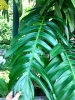 Epipremnum Pinnatum - Image 2