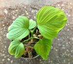 Philodendron Fibraecataphyllum / P.Peru - Image 5