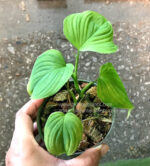 Philodendron Fibraecataphyllum / P.Peru - Image 3