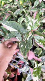 Syngonium Red Spot Tricolor - Image 3