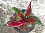Philodendron Red Heart Leaf