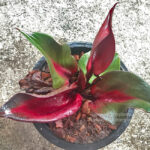 Philodendron Red Heart Leaf