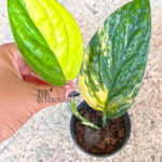 Monstera Karstenianum Variegated Size S