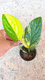 Monstera Karstenianum Variegated Size S