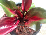 Philodendron Red Heart Leaf - Image 2