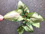 Syngonium Hybrid Aom SAP