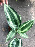 Schismatoglottis wallichii Leaf - Image 4