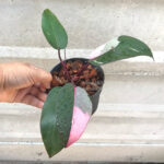 Philodendron Pink Princess Variegated - Image 4