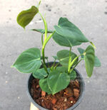 Philodendron Lupinum - Image 2