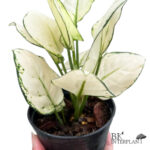 AGLAONEMA " Super White "